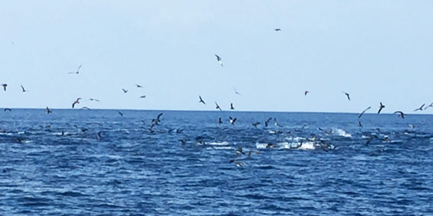 deep sea fishing in panama, coiba national park, tuna boil