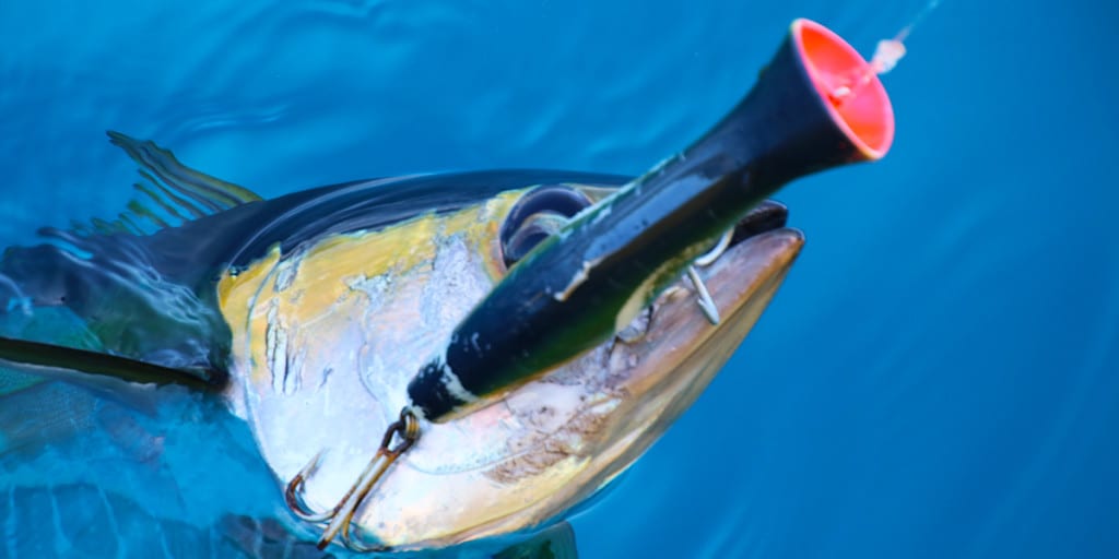 Tuna caught on halco popper