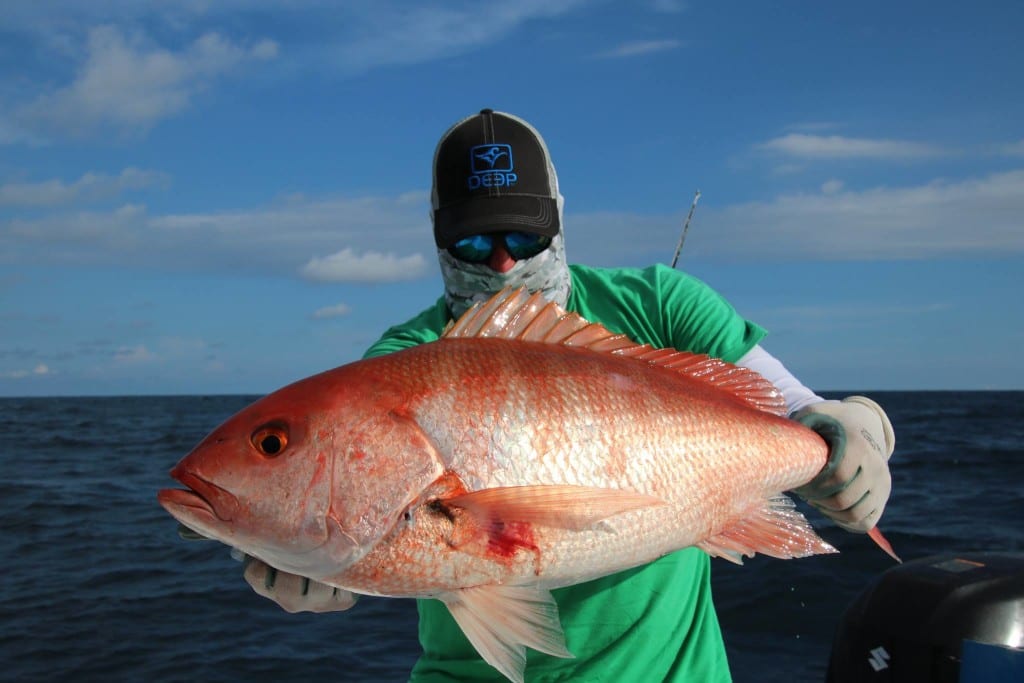 snapper caught while fishing near cebaco bay on fishing trip