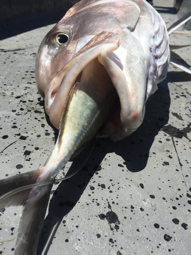 caught big fish off of live bait