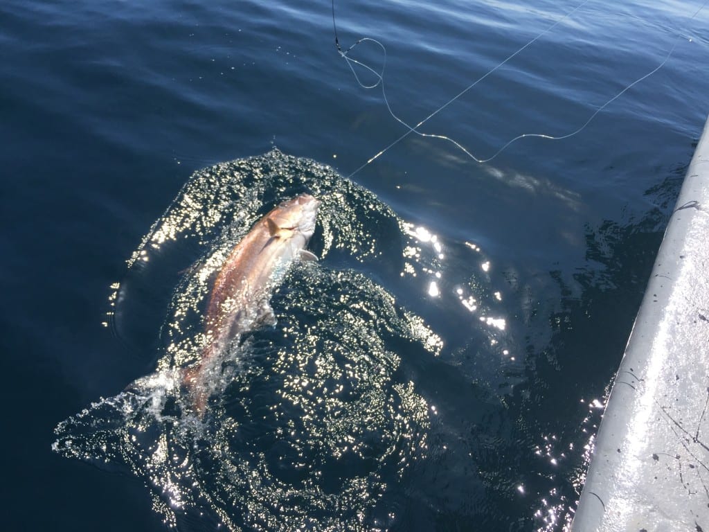 tuna fishing in panama