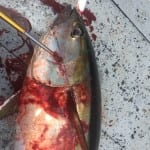 bloody decks shot of tuna fish while fishing inshore panama
