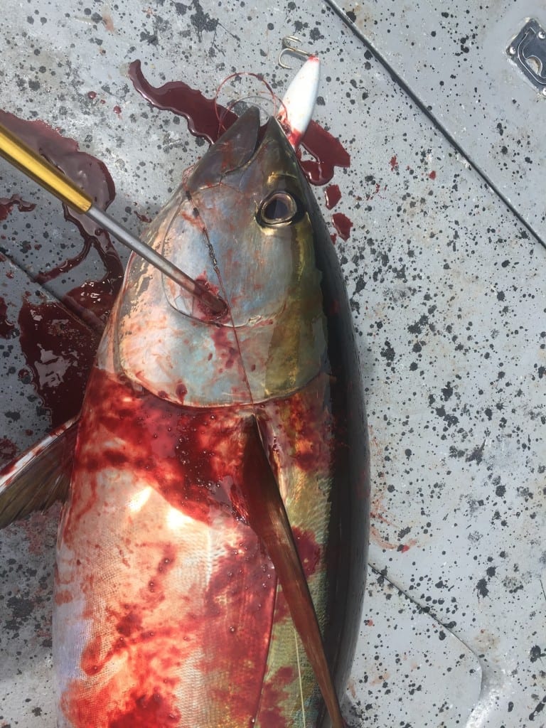 bloody decks shot of tuna fish while fishing inshore panama