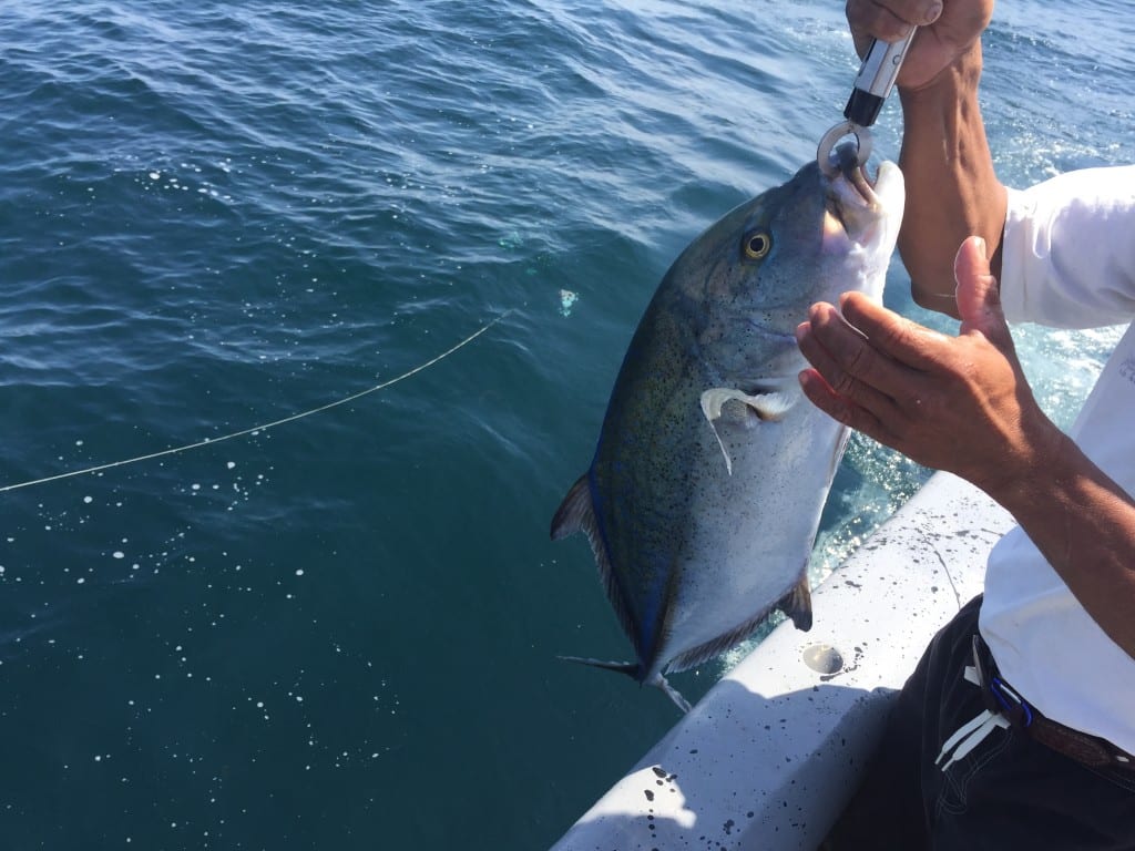 catch and release fishing panama