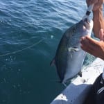 catch and release fishing panama