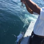 releasing fish in panama