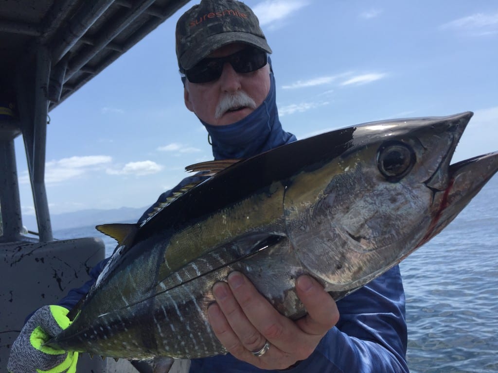 tuna boils lead to great catch with football size tuna