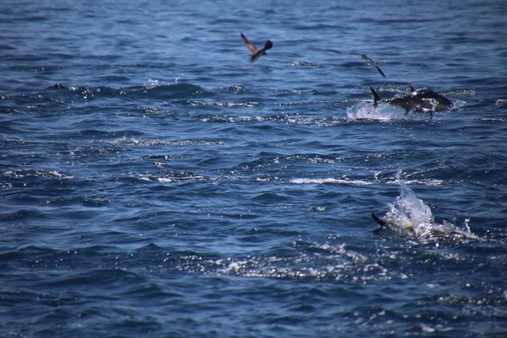 tuna flying out of water feeding