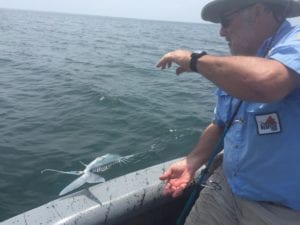 releasing species not good for eating while on vacation in panama