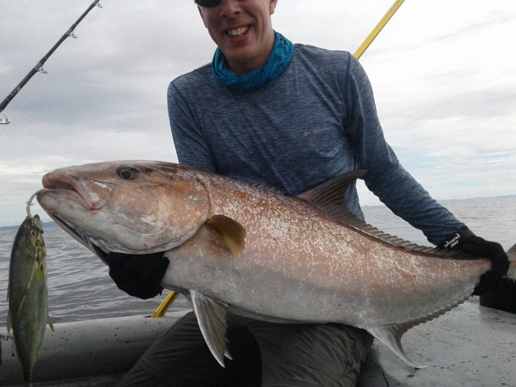 decent sized amber jack caught jigging near isla cebaco in panama