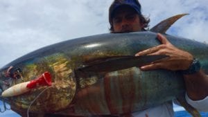 large tuna caught offshore fishing near hannibal banks