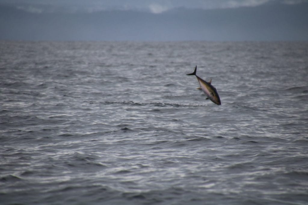 large tuna flying out of water