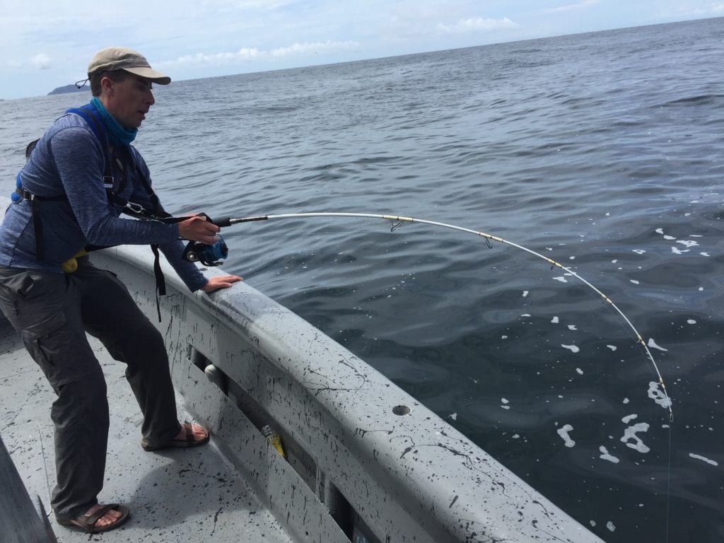 rod bent working hard to bring in huge yellowfin tuna near isla coiba panama