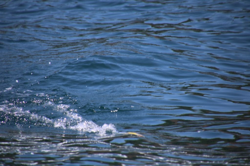 popper photo in water