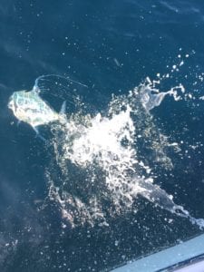 Jack fish being released in panama waters