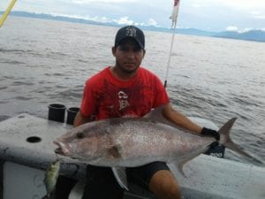 amberjack caught with live bait fishing the tuna coast in panama on fishing tour