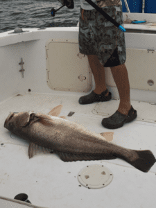 corvina caught jigging near cebaco island on the tuna coast of panama