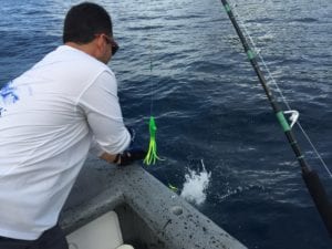 ensuring we stick to the catch and release laws for all designated species here in panama