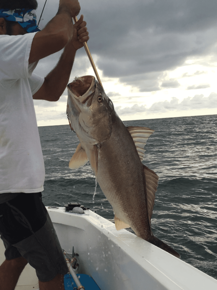 https://sportfishingpanama.com/wp-content/uploads/2017/10/gaffing-a-corvina-while-fishing-panamas-famous-coiba-island-862x1149.png