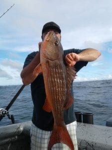 mullet snapper caught fishing panama on panama tours