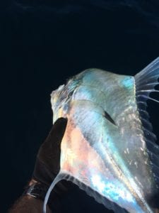 releasing a beautiful jack fish in panama