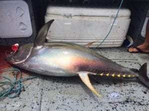 tuna caught fishing panama tuna coast popping on panama fishng trip