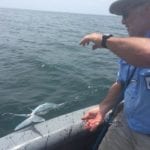 guest releases african pompano while on fishing vacation in panama fishing famed isla coiba
