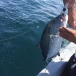 large blue jack crevalle being released in panama while on panama fishing trip
