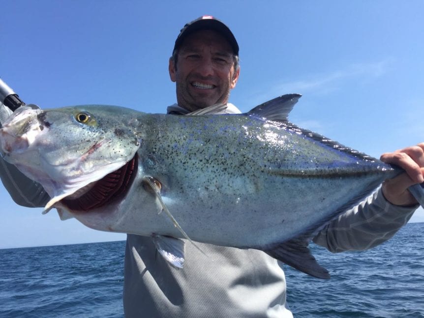 large jack crevalle caught fishing in panama near famed tuna coast