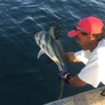 releasing rooster fish while on panama fishing vacation
