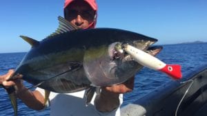 captain miguel with yellowfin tuna caught while offshore fishing in panama during a tuna frenzy next to the boat