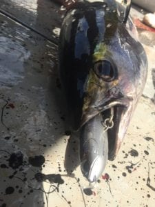 close up of tuna caught inshore fishing