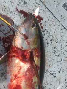 close up of tuna gaffed near cebaco island while on panama fishing vacation