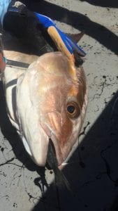 close up shot of amberjack caught with bait in its mouth inshore fishing panama