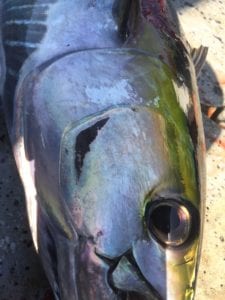 close up shot of yellowfin tuna caught inshore fishing panama