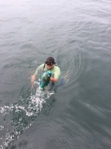 guest spears a nice parrot fish while on a panama fishing vacation