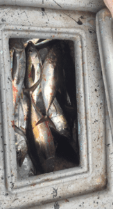 kill box filled with fish on panama fishing charter