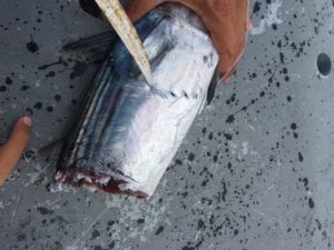 live bait hit hard by something big while on panama fishing vacation