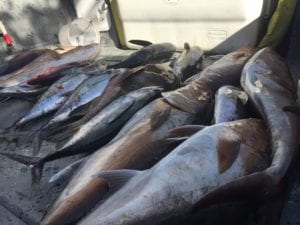 load of fish caught at the end of the day of a panama fishing charter