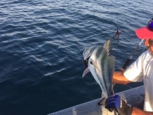 release of roosterfish on the tuna coast near cebaco island by captain miguel