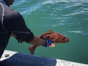 release shot of dog tooth snapper near cebaco island