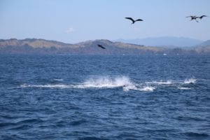 tuna frenzy pictured while fishing coiba island and isla jicarita