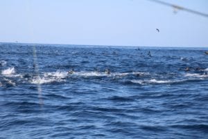 tuna frenzy with birds going crazy right next to the boat guests throwing popper