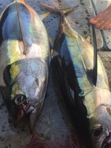 yellowfin tuna season in panama two yellowfin tuna caught fishing coiba island