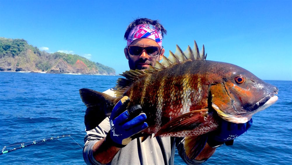 rock snapper caught in panama while on panama fishing trip