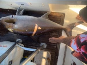 amberjack caught while charter fishing panama near el rio negro river