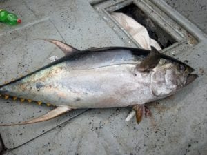 big tuna caught by el rio negro sport fishing lodge crew with miller group