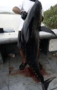 large tuna caught near punta mariato panama by morris group