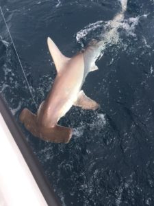 hammerhead shark cebaco island popping and jigging sportfishing lodge