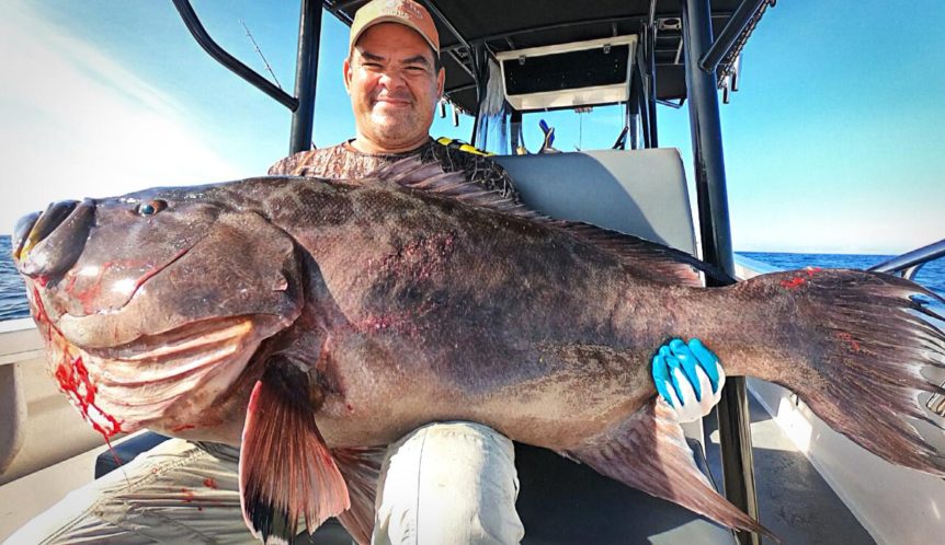 huge broomtail grouper caught off of the tuna coast in panama